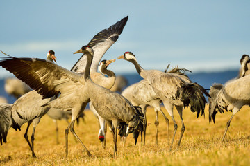 Eurasian crane