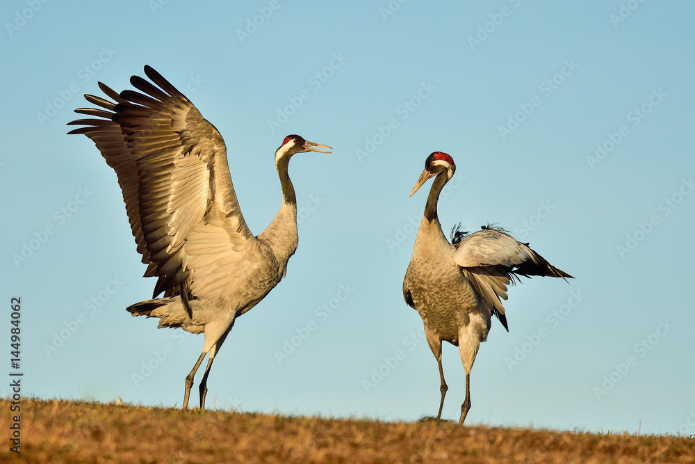 Canvas Prints Eurasian crane