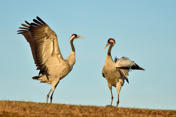 Eurasian crane