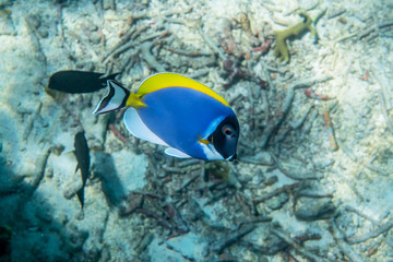 Powder blue surgeonfish