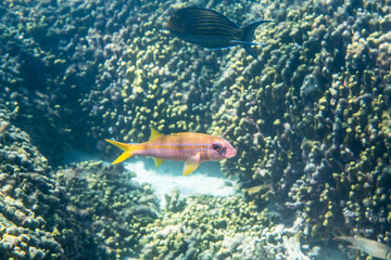 yellowfin goatfish