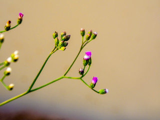 Little Ironweed flower in the morning light