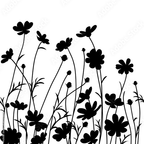 Summer Garden Cosmos Flower Silhouette Isolated On White Vector Illustration Wall Mural Gizele