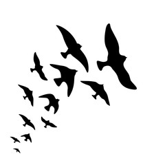 Vector silhouette flock of flying birds design on white background