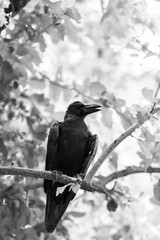 crow sitting on a branch edited black and white