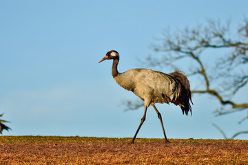 Eurasian crane