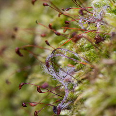 Macro falling bird feather on moss on old stump in forest
