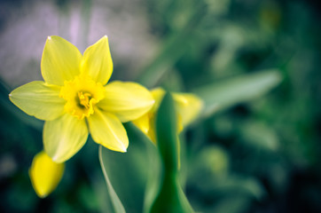 Obraz premium Yellow daffodil,narcissus flower in spring