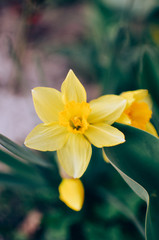 Yellow daffodil,narcissus flower in spring