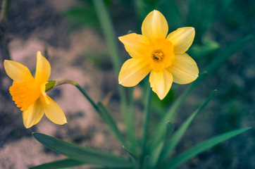 Yellow daffodil,narcissus flower in spring