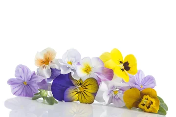 Papier Peint photo Lavable Pansies Viola tricolor belles pensées, symbolisant l& 39 arrivée du printemps et la poursuite
