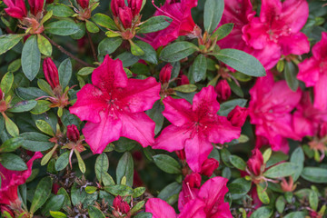 Rhododendren - Pink