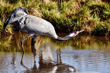 Eurasian crane