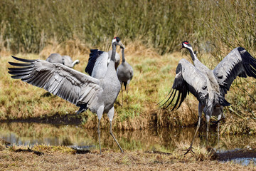 Eurasian crane