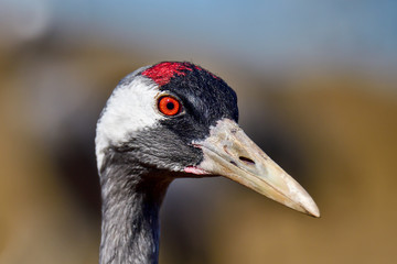Eurasian crane