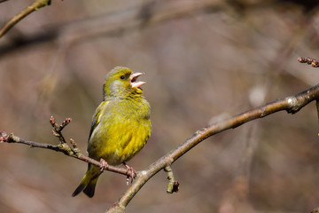 Greenfinch