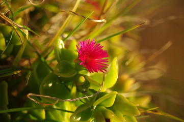 Kwiat w śród zieleni