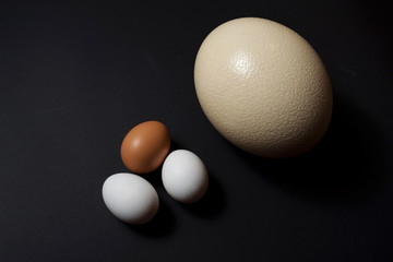 Ostrich and chicken egg on black background