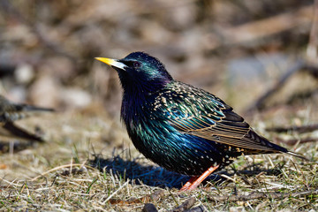 Starling
