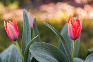 Pink tulip petals and leaves
