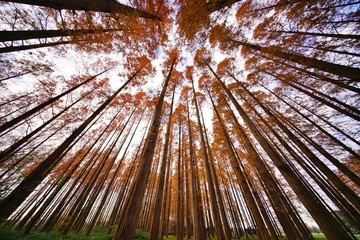 メタセコイアの森