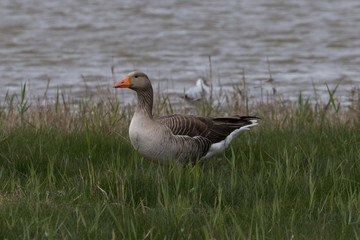 Pink-Footed Goose (Anser brachyrhynchus)