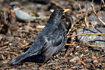 Blackbird
