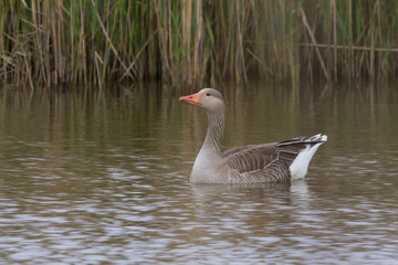 Pink-Footed Goose (Anser brachyrhynchus)