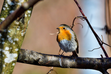 Fototapeta premium European robin
