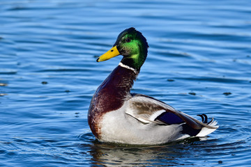 Mallard