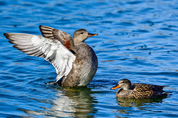 Gadwall