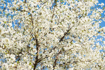 Blossoming tree in spring against the blue sky