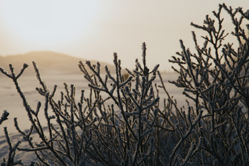 Obraz premium Hoarfrost on tree at winter sunrise. Kola Peninsula, Russia