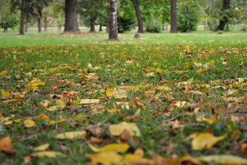 Dry autumn leaves on grass surface; nature background; selective focus.
