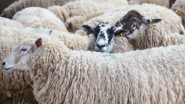 Pregnant sheep at lambing time