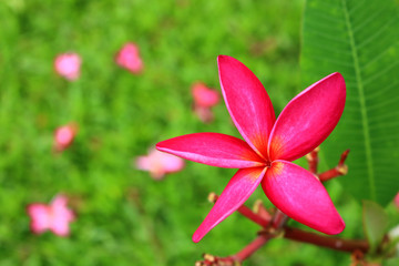 Pink Plumeria in the garden