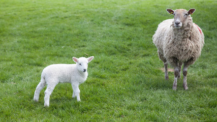 Naklejka na ściany i meble Mother sheep and lamb in green, grassy field