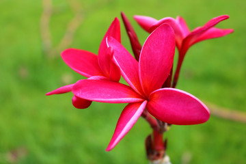 Pink Plumeria in the garden