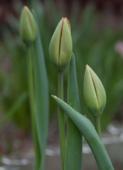 A beautiful green Tulip flower