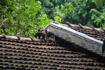 cat with patches in the roof of the house