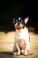 black and white dog on floor
