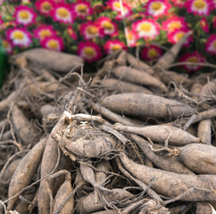 A close up view of flower bulbs on a market.