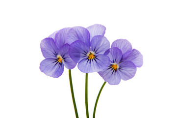 Pansies isolated