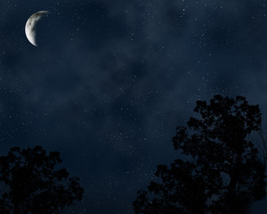 Fototapeta na wymiar Dark forest at night 