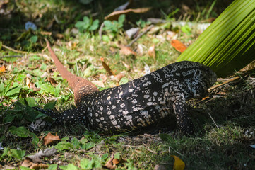 animal reptile about vegetation green