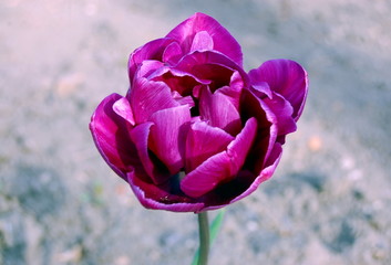 lilac tulip
