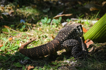animal reptile with great tail walking about vegetation green
