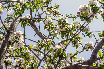 Blooming crown of the old Apple tree in blue sky background
