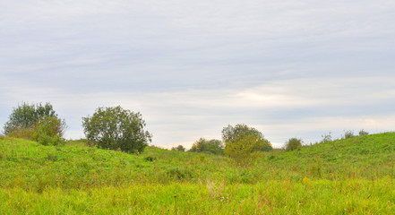 Fototapeta na wymiar Summer landscape with field.