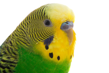 Fototapeta premium budgie